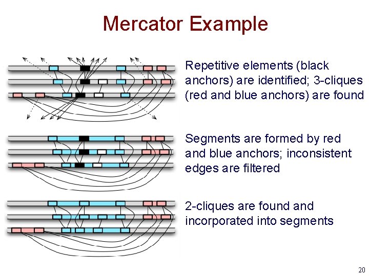 Mercator Example Repetitive elements (black anchors) are identified; 3 -cliques (red and blue anchors)