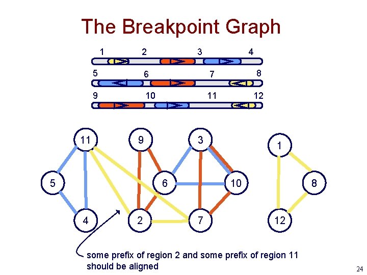 The Breakpoint Graph 1 11 2 3 5 6 7 8 9 10 11