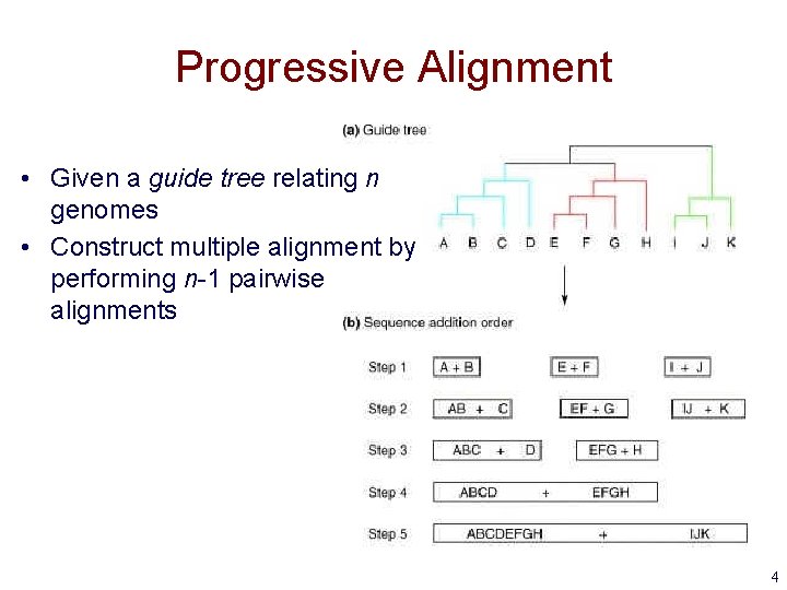 Progressive Alignment • Given a guide tree relating n genomes • Construct multiple alignment