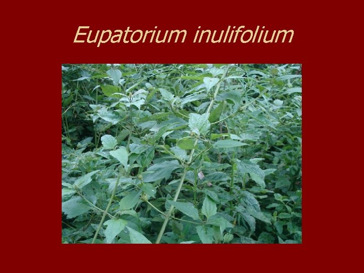 Eupatorium inulifolium 