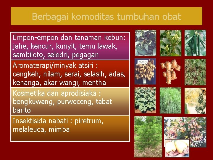 Berbagai komoditas tumbuhan obat Empon-empon dan tanaman kebun: jahe, kencur, kunyit, temu lawak, sambiloto,