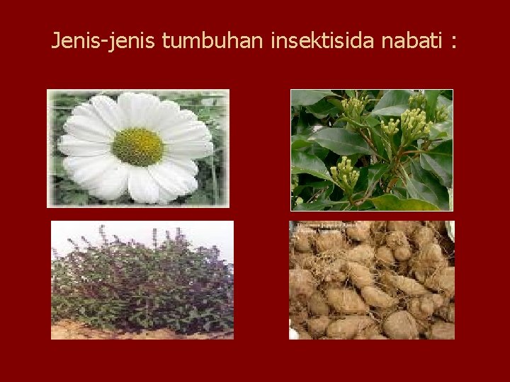 Jenis-jenis tumbuhan insektisida nabati : 