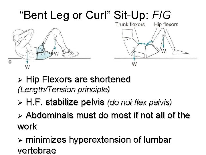 “Bent Leg or Curl” Sit-Up: FIG 7. 6 c Ø Hip Flexors are shortened