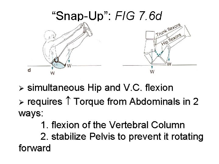 “Snap-Up”: FIG 7. 6 d simultaneous Hip and V. C. flexion Ø requires Torque