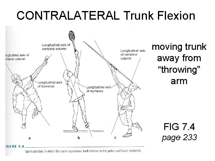 CONTRALATERAL Trunk Flexion moving trunk away from “throwing” arm FIG 7. 4 page 233
