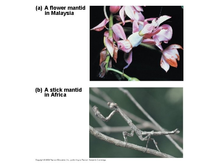 Fig. 22 -12 (a) A flower mantid in Malaysia (b) A stick mantid in