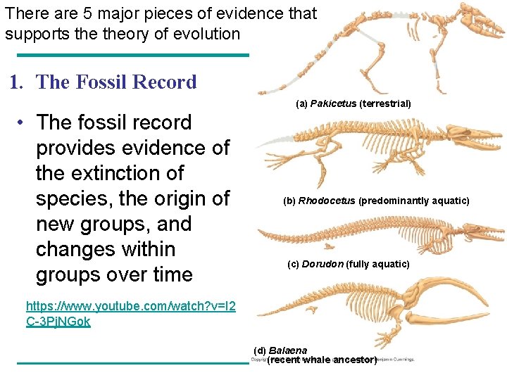 There are 5 major pieces of evidence that supports theory of evolution 1. The