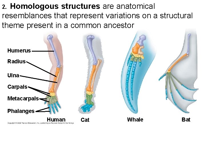Fig. 22 -17 Homologous structures are anatomical resemblances that represent variations on a structural