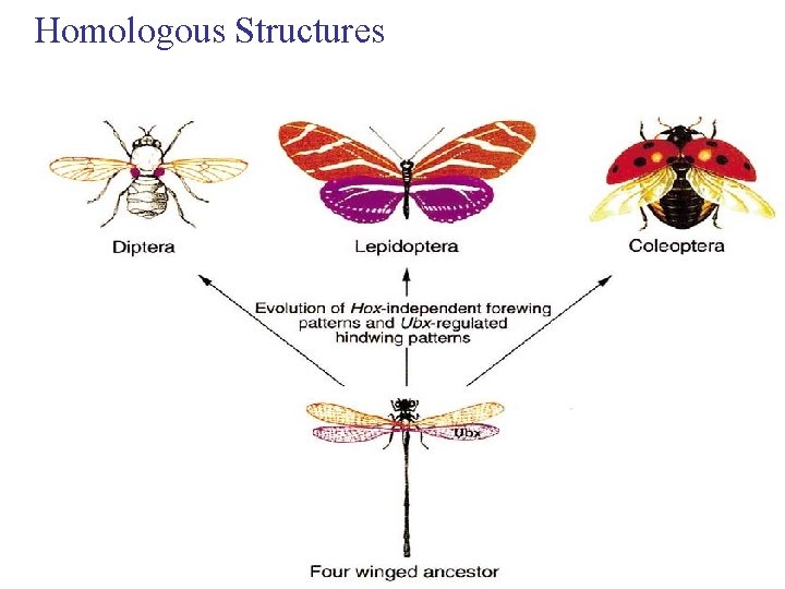 Homologous Structures 