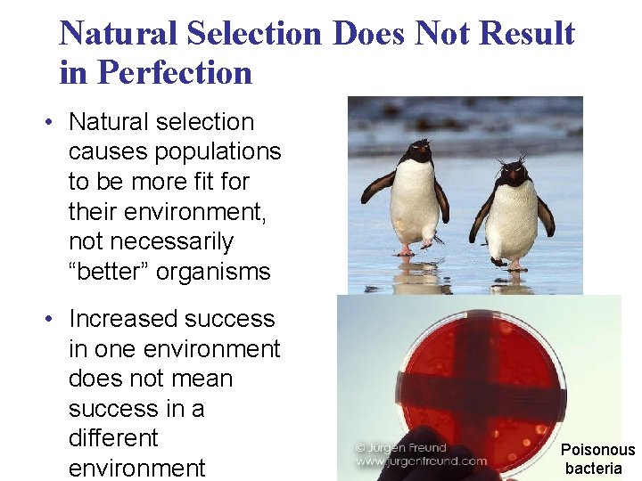 Natural Selection Does Not Result in Perfection • Natural selection causes populations to be