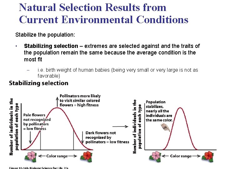 Natural Selection Results from Current Environmental Conditions Stabilize the population: • Stabilizing selection –