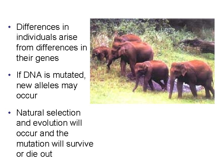  • Differences in individuals arise from differences in their genes • If DNA