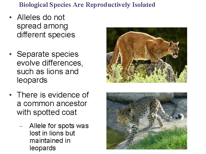 Biological Species Are Reproductively Isolated • Alleles do not spread among different species •