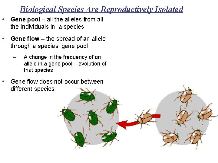 Biological Species Are Reproductively Isolated • Gene pool – all the alleles from all