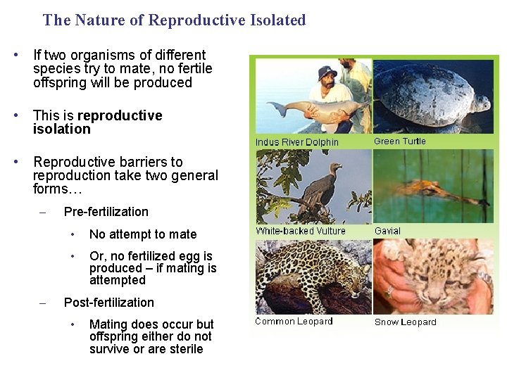 The Nature of Reproductive Isolated • If two organisms of different species try to