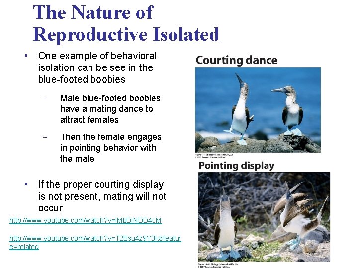 The Nature of Reproductive Isolated • One example of behavioral isolation can be see