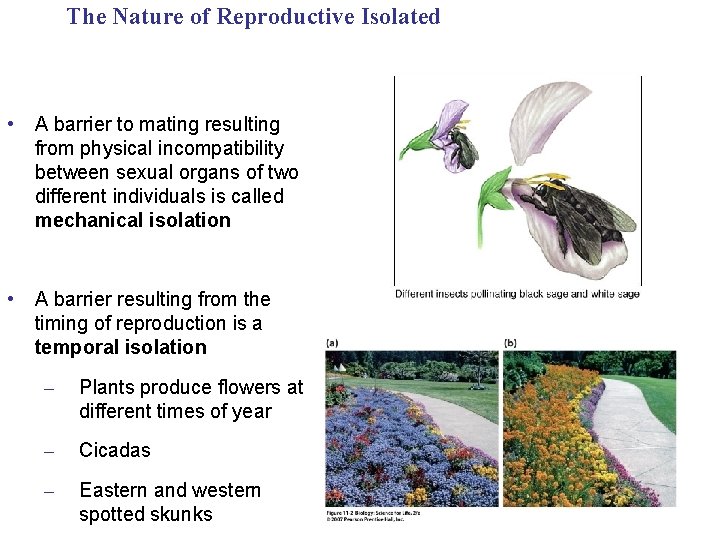 The Nature of Reproductive Isolated • A barrier to mating resulting from physical incompatibility