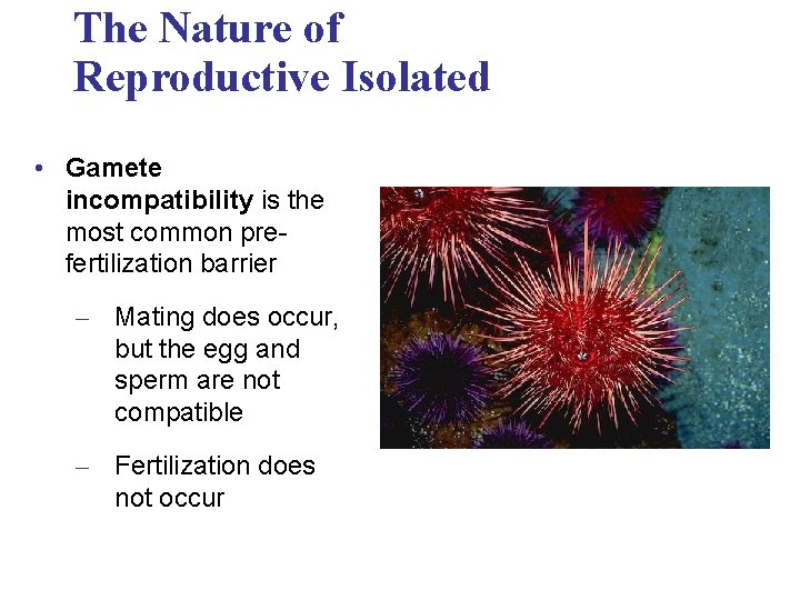 The Nature of Reproductive Isolated • Gamete incompatibility is the most common prefertilization barrier