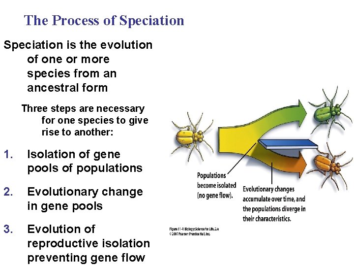 The Process of Speciation is the evolution of one or more species from an
