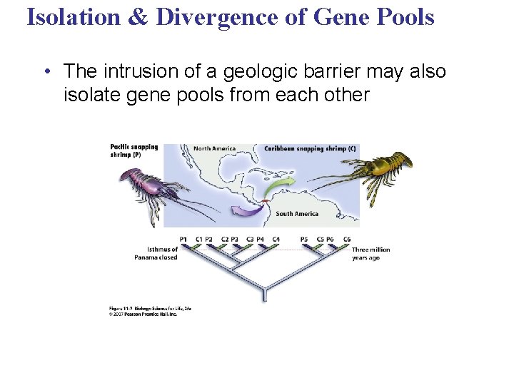 Isolation & Divergence of Gene Pools • The intrusion of a geologic barrier may