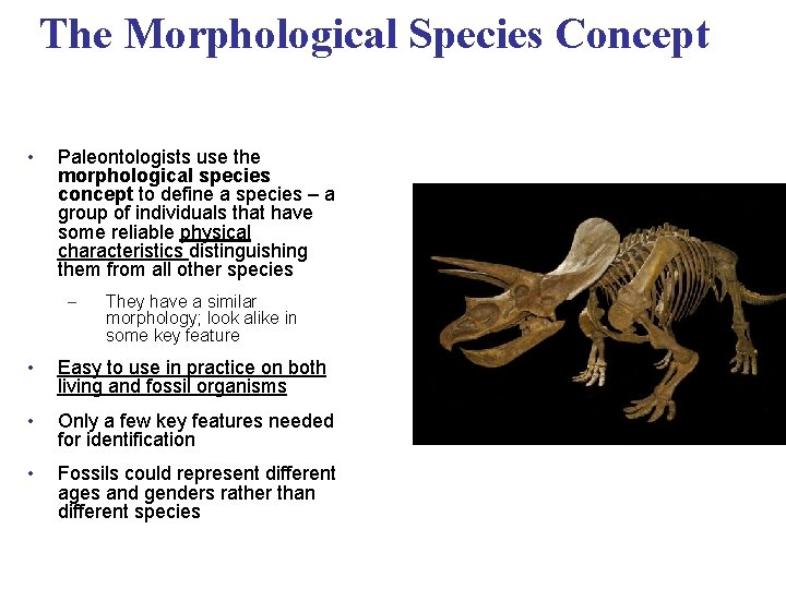 The Morphological Species Concept • Paleontologists use the morphological species concept to define a