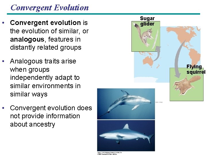 Convergent Evolution • Convergent evolution is the evolution of similar, or analogous, features in