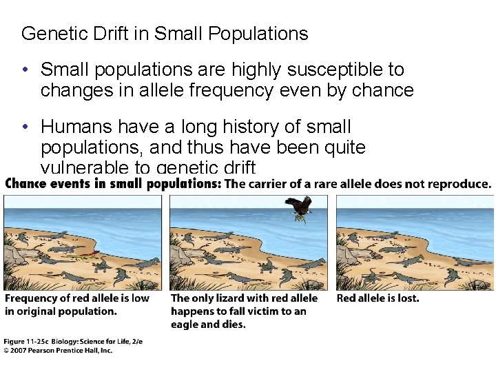Genetic Drift in Small Populations • Small populations are highly susceptible to changes in