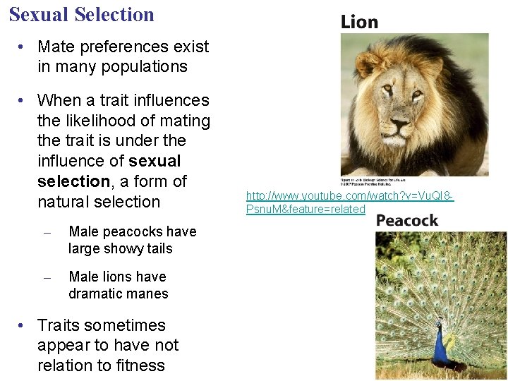 Sexual Selection • Mate preferences exist in many populations • When a trait influences