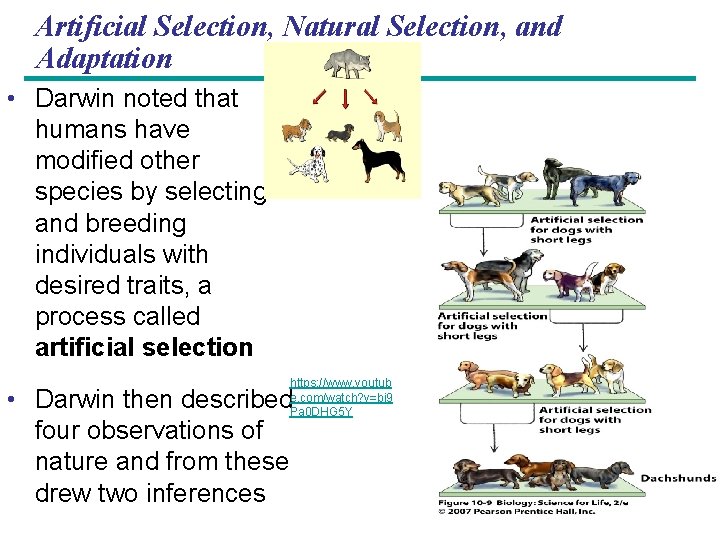 Artificial Selection, Natural Selection, and Adaptation • Darwin noted that humans have modified other