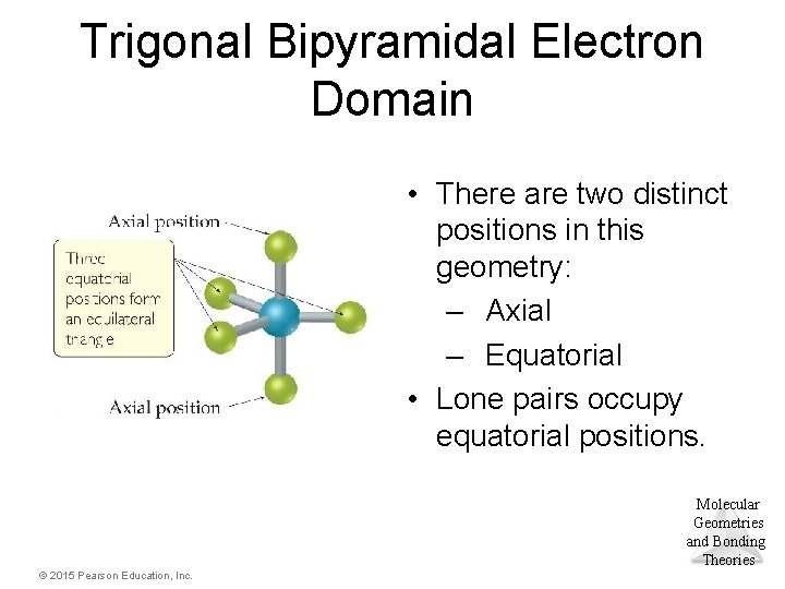 Trigonal Bipyramidal Electron Domain • There are two distinct positions in this geometry: –