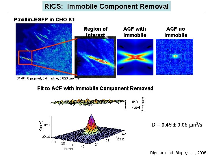 RICS: Immobile Component Removal Paxillin-EGFP in CHO K 1 Region of Interest ACF with