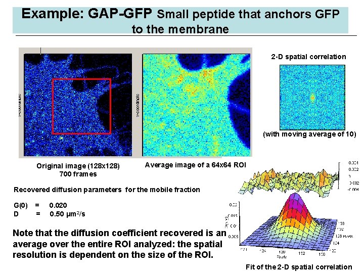 Example: GAP-GFP Small peptide that anchors GFP to the membrane 2 -D spatial correlation