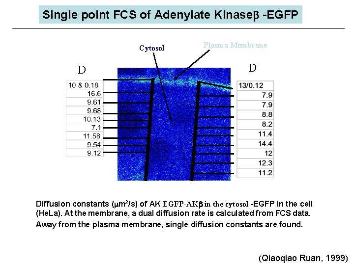 Single point FCS of Adenylate Kinaseb -EGFP Cytosol D Plasma Membrane D Diffusion constants