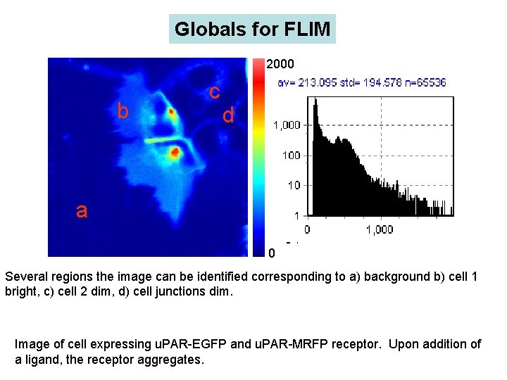 Globals for FLIM 2000 b c d a 0 Several regions the image can