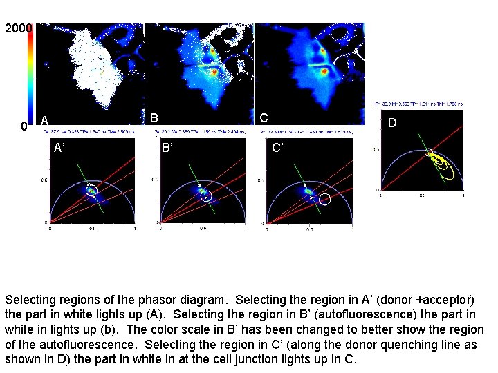 2000 0 B A A’ C B’ CD C’ Selecting regions of the phasor
