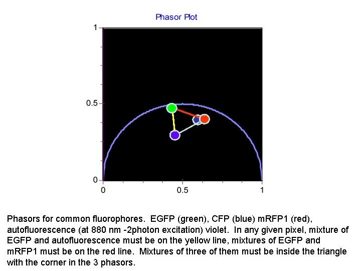 Phasors for common fluorophores. EGFP (green), CFP (blue) m. RFP 1 (red), autofluorescence (at