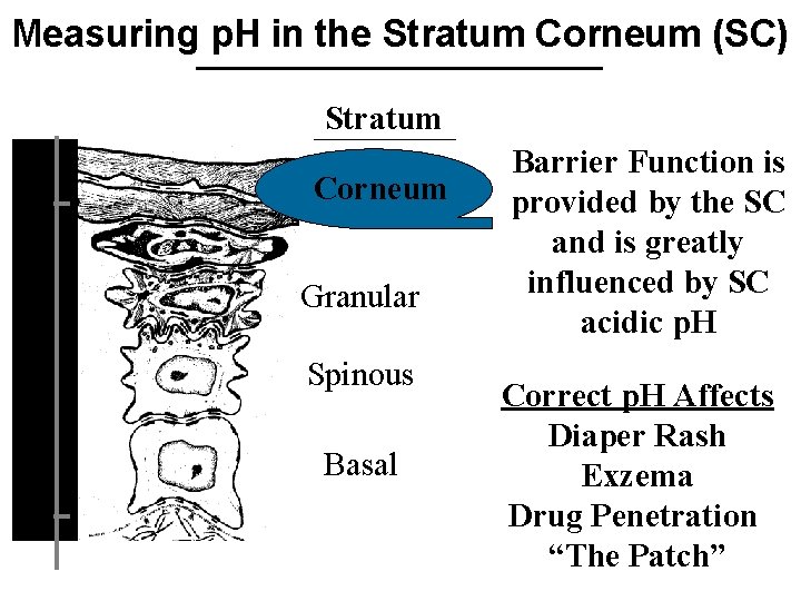 Measuring p. H in the Stratum Corneum (SC) Stratum Depth ( m) 10 Corneum