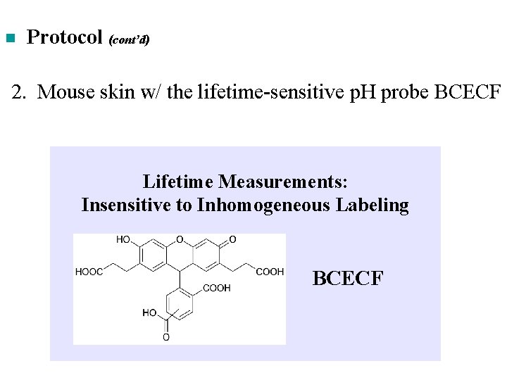n Protocol (cont’d) 2. Mouse skin w/ the lifetime-sensitive p. H probe BCECF Lifetime