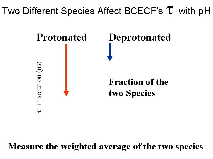 Two Different Species Affect BCECF’s in solution (ns) Protonated with p. H Deprotonated Fraction