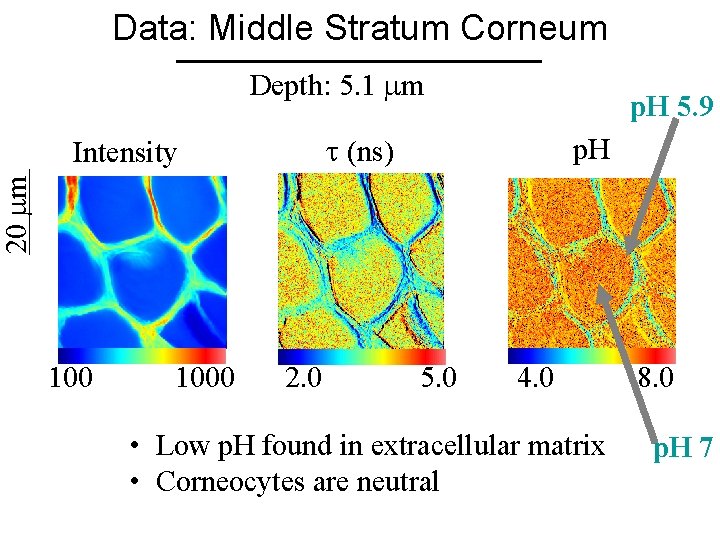 Data: Middle Stratum Corneum Depth: 5. 1 m p. H 5. 9 (ns) p.