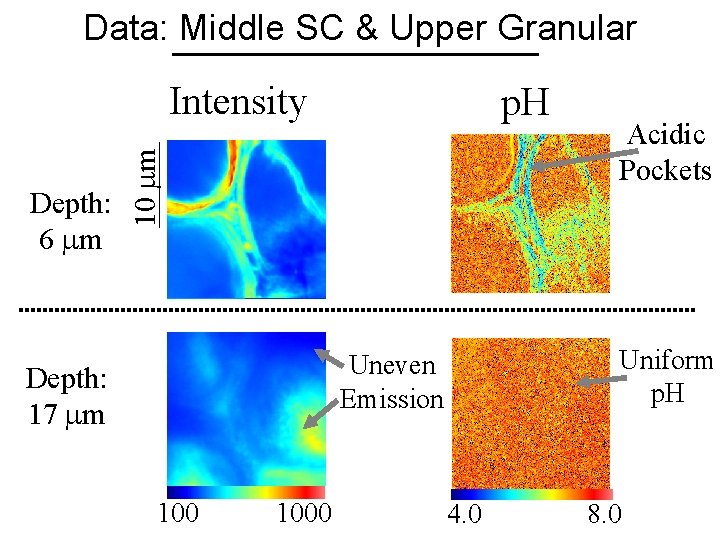 Data: Middle SC & Upper Granular Intensity 10 m Depth: 6 m p. H