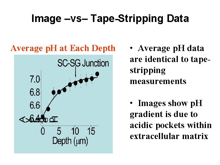 Image –vs– Tape-Stripping Data Average p. H at Each Depth • Average p. H