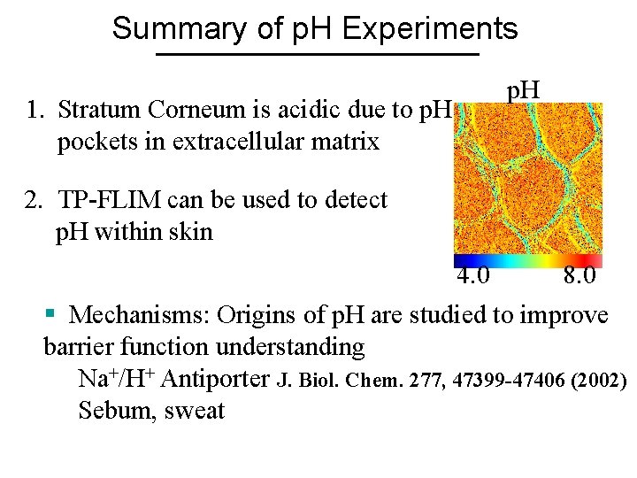 Summary of p. H Experiments 1. Stratum Corneum is acidic due to p. H