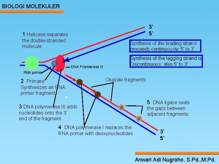 BIOLOGI MOLEKULER 3’ 5’ 1 Helicase separates the double-stranded molecule Synthesis of the leading