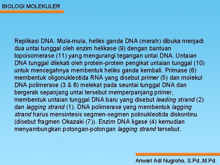 BIOLOGI MOLEKULER Replikasi DNA. Mula-mula, heliks ganda DNA (merah) dibuka menjadi dua untai tunggal