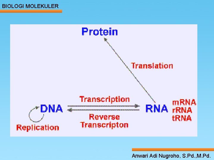 BIOLOGI MOLEKULER Anwari Adi Nugroho, S. Pd. , M. Pd. 
