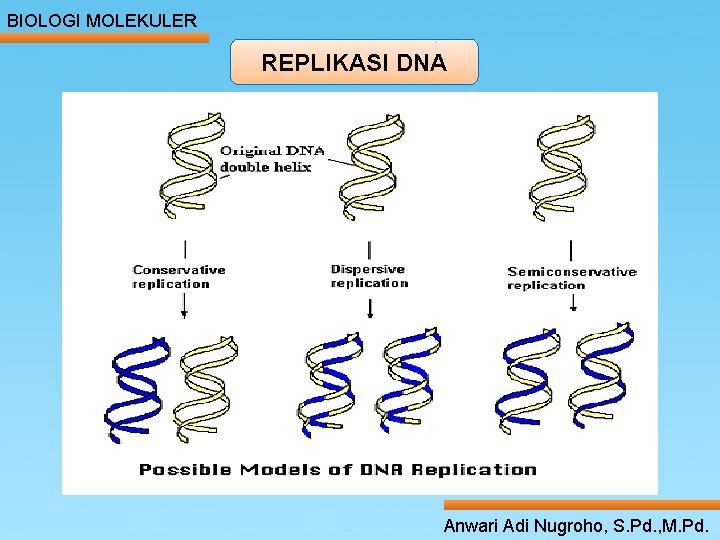 BIOLOGI MOLEKULER REPLIKASI DNA Anwari Adi Nugroho, S. Pd. , M. Pd. 