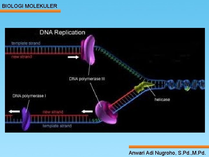 BIOLOGI MOLEKULER Anwari Adi Nugroho, S. Pd. , M. Pd. 
