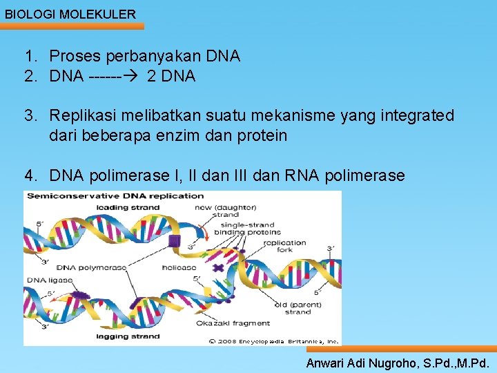 BIOLOGI MOLEKULER 1. Proses perbanyakan DNA 2. DNA ------ 2 DNA 3. Replikasi melibatkan