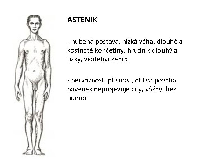 ASTENIK - hubená postava, nízká váha, dlouhé a kostnaté končetiny, hrudník dlouhý a úzký,